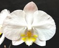 PL-7040 (Phal. Phal. Great White Throne x White Dream)